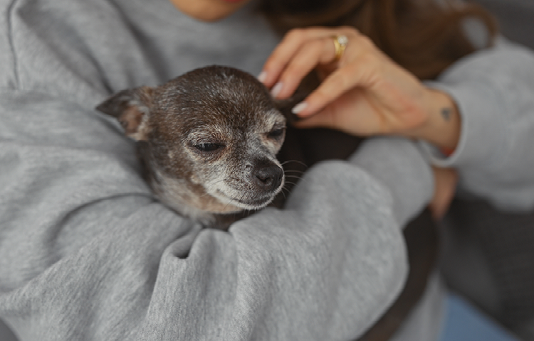 A small senior dog being gently held in someone’s arms, eyes half-closed and looking calm and relaxed.