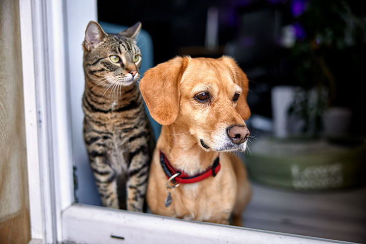 A tabby cat and golden dog are sat indoors looking through the window