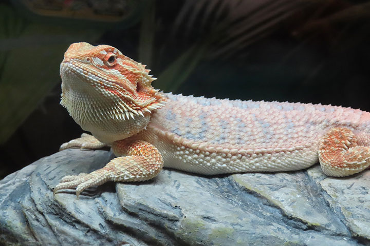 Bearded dragon lounging on a rock inside a vivarium.