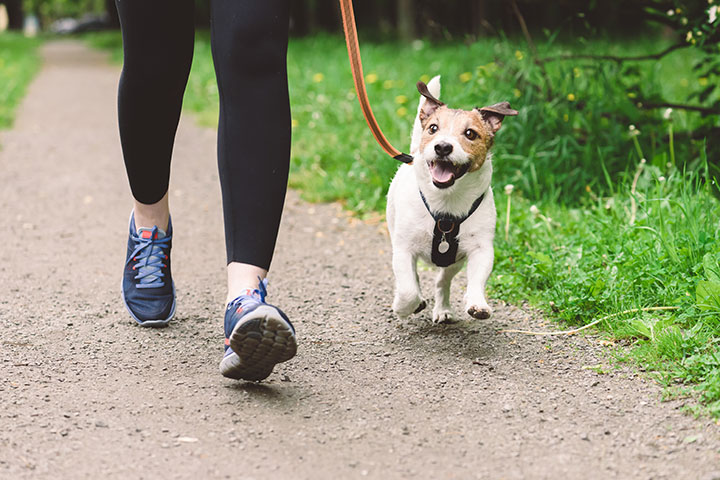 Owner takes pet jack russell for a jog through the park. We can only see the feet over the owner running alongisde the dog.
